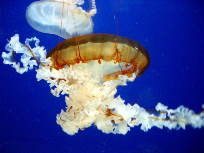 El más hermoso y colorido de las medusas