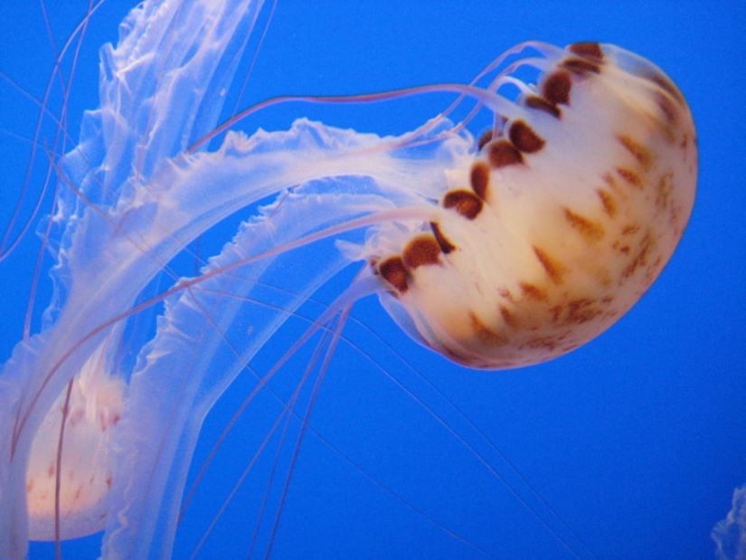 El más hermoso y colorido de las medusas