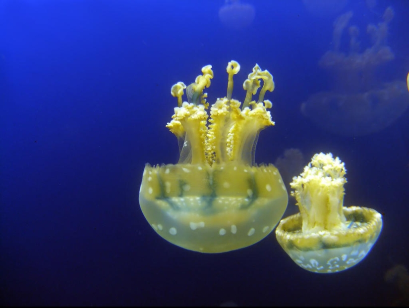 El más hermoso y colorido de las medusas