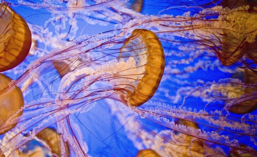 El más hermoso y colorido de las medusas