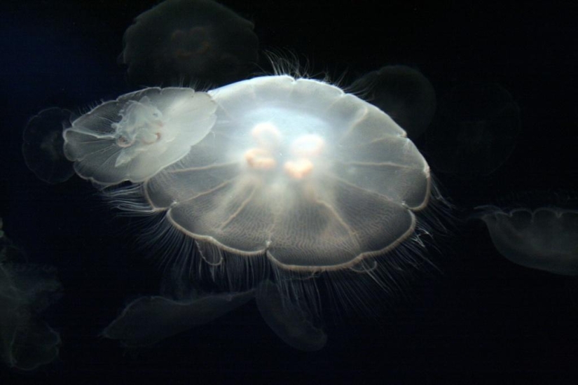 El más hermoso y colorido de las medusas