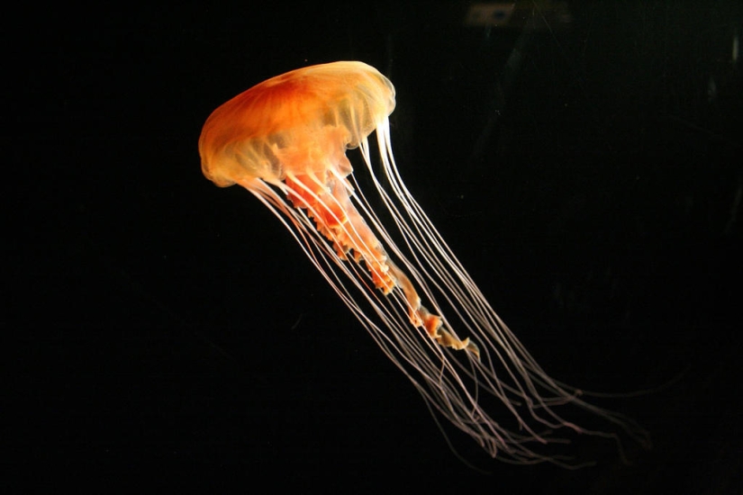 El más hermoso y colorido de las medusas