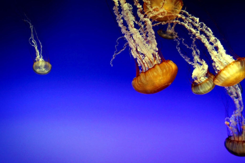 El más hermoso y colorido de las medusas