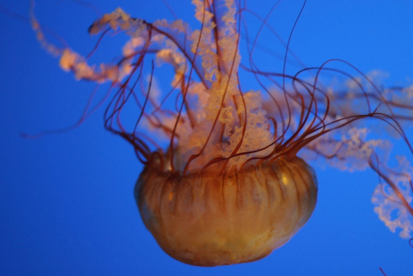 El más hermoso y colorido de las medusas