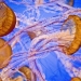 El más hermoso y colorido de las medusas El más hermoso y colorido de las medusas
