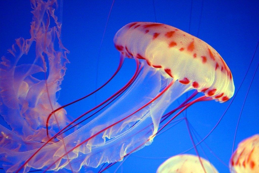 El más hermoso y colorido de las medusas