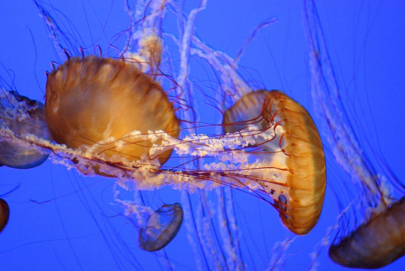 El más hermoso y colorido de las medusas