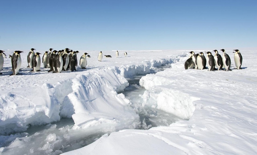 El "refrigerador" de la Tierra. Hechos increíbles sobre la misteriosa y áspera Antártida El "refrigerador" de la Tierra. Hechos increíbles sobre la misteriosa y áspera Antártida