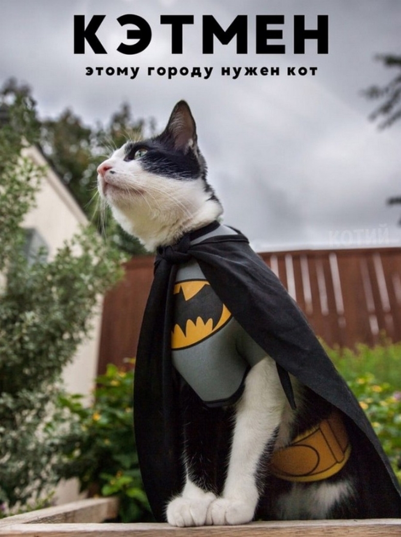 El Señor se lleva la última de las bandejas de Kus! Carteles de éxitos de taquilla con los gatos en los papeles principales El Señor se lleva la última de las bandejas de Kus! Carteles de éxitos de taquilla con los gatos en los papeles principales