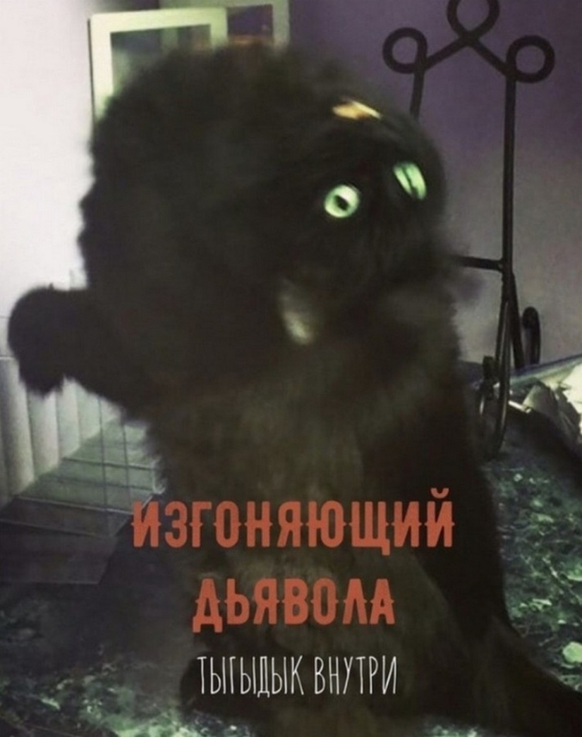 El Señor se lleva la última de las bandejas de Kus! Carteles de éxitos de taquilla con los gatos en los papeles principales El Señor se lleva la última de las bandejas de Kus! Carteles de éxitos de taquilla con los gatos en los papeles principales