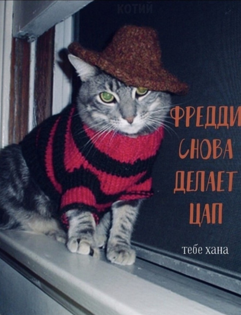 El Señor se lleva la última de las bandejas de Kus! Carteles de éxitos de taquilla con los gatos en los papeles principales El Señor se lleva la última de las bandejas de Kus! Carteles de éxitos de taquilla con los gatos en los papeles principales