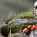 El sueño de un pescador y el horror de un ecologista: el pez cabeza de serpiente terminator captura las aguas de los Estados Unidos El sueño de un pescador y el horror de un ecologista: el pez cabeza de serpiente terminator captura las aguas de los Estados Unidos