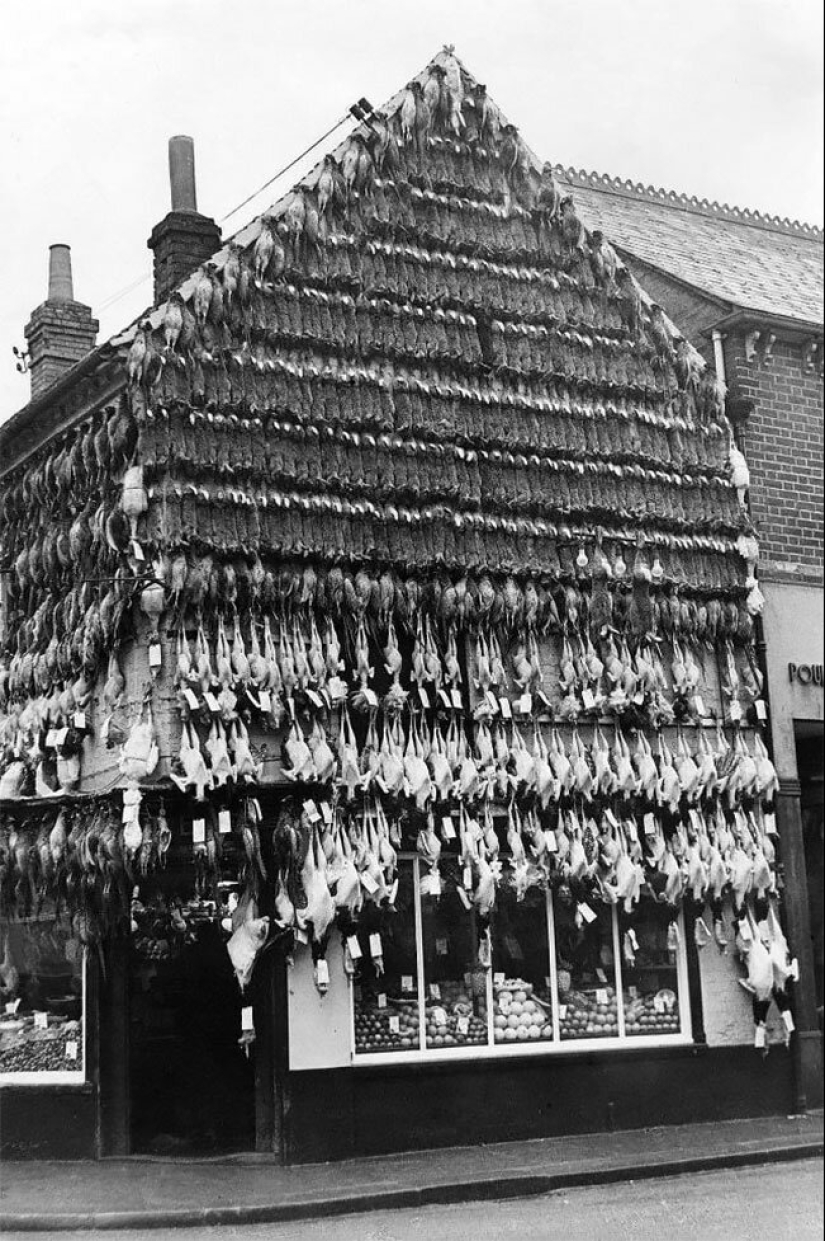 El tiempo de los frigoríficos: una carnicería en la Inglaterra Victoriana El tiempo de los frigoríficos: una carnicería en la Inglaterra Victoriana