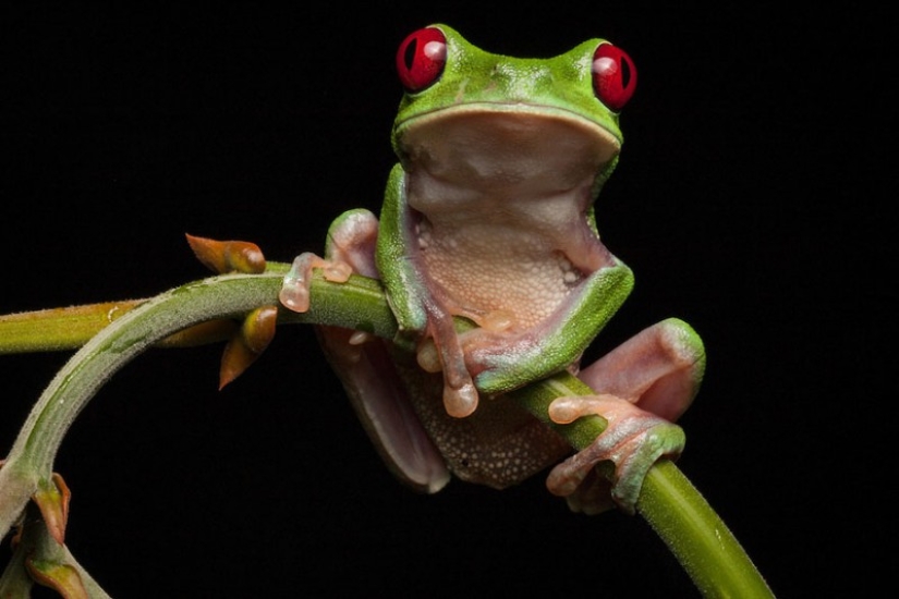 En busca de la Rana Perdida: Las especies más raras de ranas increíbles en fotos fantásticas