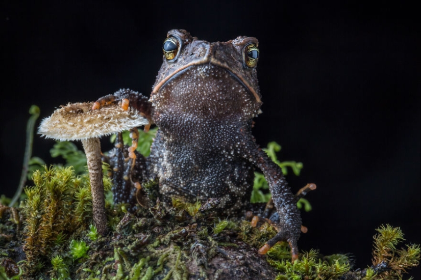 En busca de la Rana Perdida: Las especies más raras de ranas increíbles en fotos fantásticas