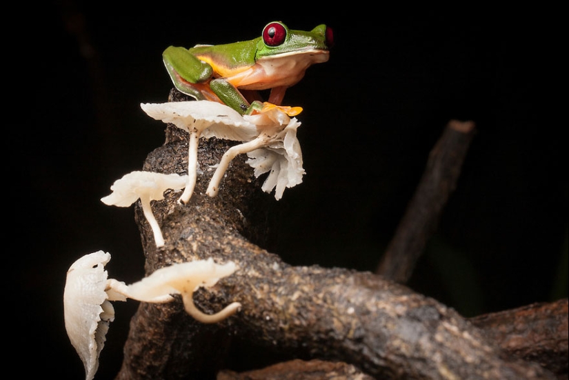 En busca de la Rana Perdida: Las especies más raras de ranas increíbles en fotos fantásticas