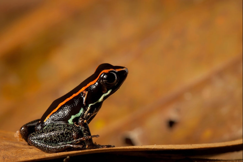 En busca de la Rana Perdida: Las especies más raras de ranas increíbles en fotos fantásticas