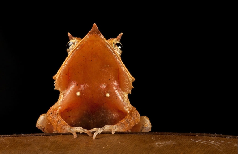 En busca de la Rana Perdida: Las especies más raras de ranas increíbles en fotos fantásticas