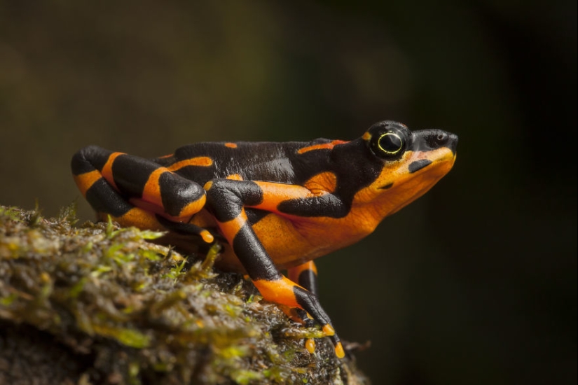 En busca de la Rana Perdida: Las especies más raras de ranas increíbles en fotos fantásticas