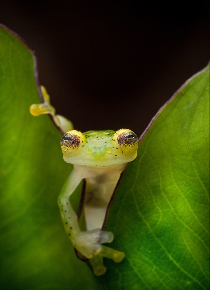 En busca de la Rana Perdida: Las especies más raras de ranas increíbles en fotos fantásticas