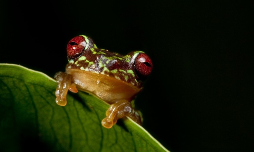 En busca de la Rana Perdida: Las especies más raras de ranas increíbles en fotos fantásticas