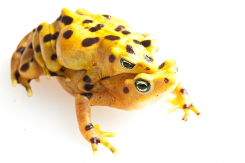 En busca de la Rana Perdida: Las especies más raras de ranas increíbles en fotos fantásticas