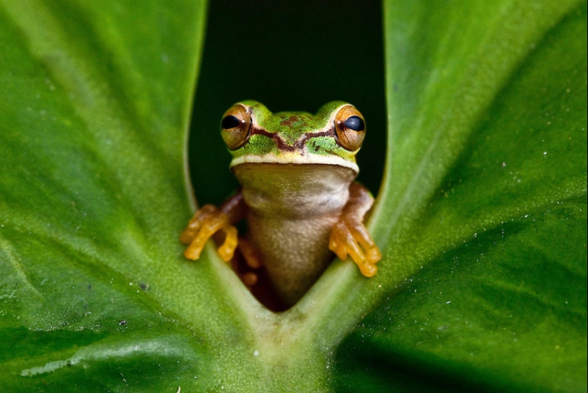 En busca de la Rana Perdida: Las especies más raras de ranas increíbles en fotos fantásticas