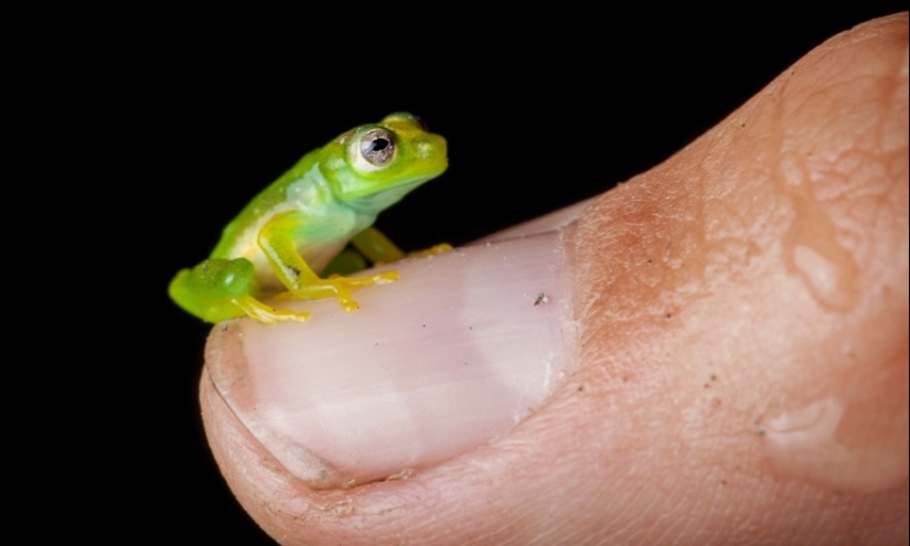En busca de la Rana Perdida: Las especies más raras de ranas increíbles en fotos fantásticas