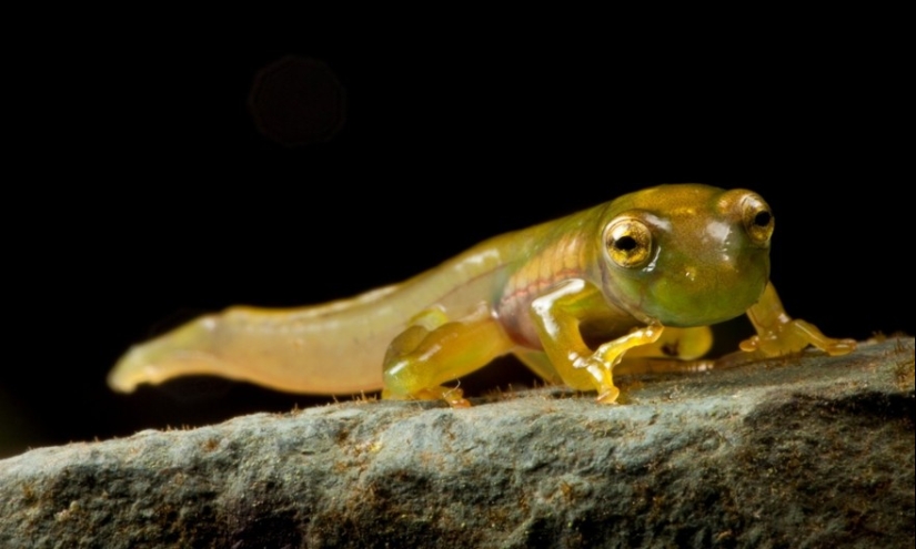 En busca de la Rana Perdida: Las especies más raras de ranas increíbles en fotos fantásticas