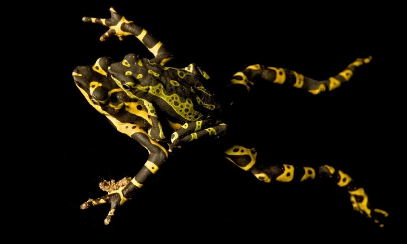 En busca de la Rana Perdida: Las especies más raras de ranas increíbles en fotos fantásticas