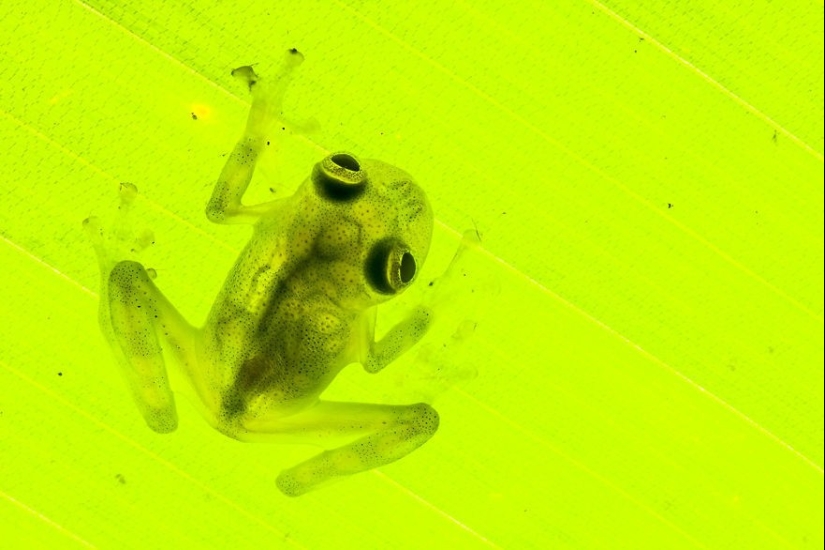 En busca de la Rana Perdida: Las especies más raras de ranas increíbles en fotos fantásticas