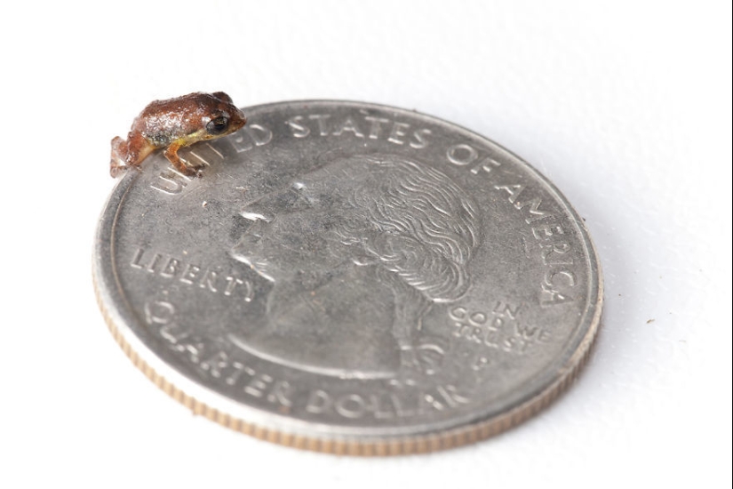 En busca de la Rana Perdida: Las especies más raras de ranas increíbles en fotos fantásticas