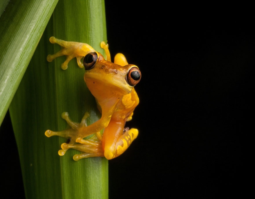 En busca de la Rana Perdida: Las especies más raras de ranas increíbles en fotos fantásticas