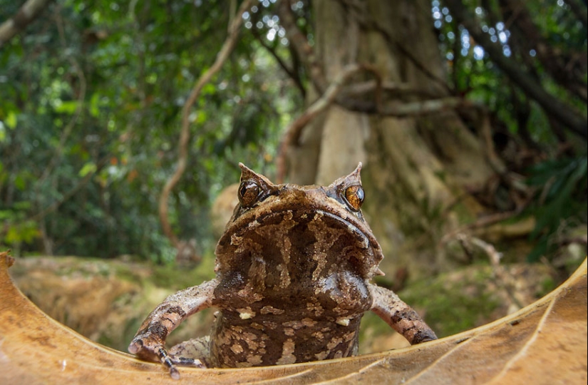 En busca de la Rana Perdida: Las especies más raras de ranas increíbles en fotos fantásticas