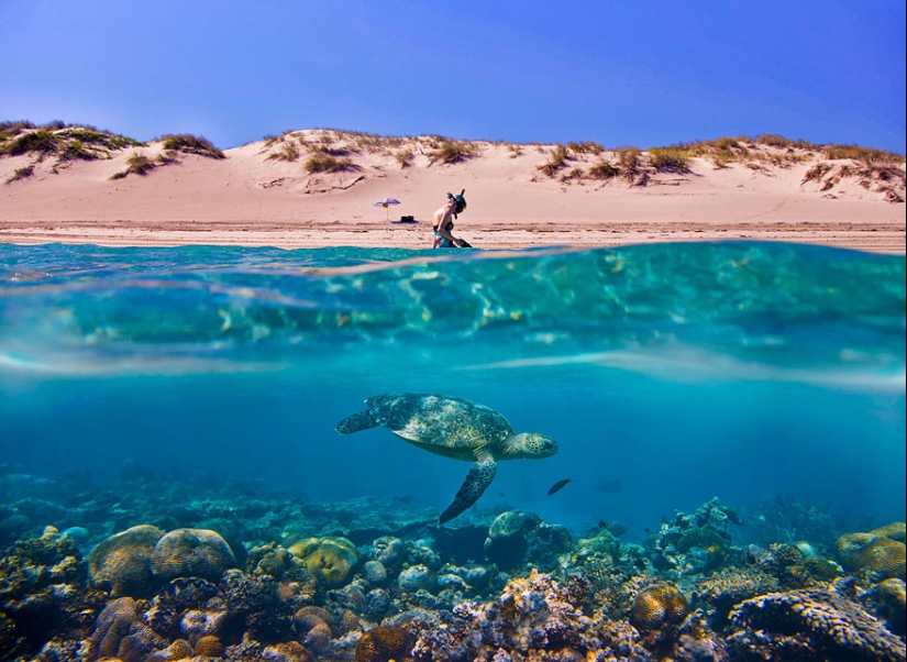 Entre dos mundos: estas fotos semi-submarinas muestran lo que te espera detrás de la pantalla de la superficie del agua