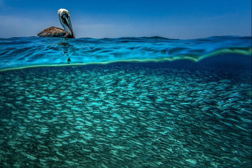 Entre dos mundos: estas fotos semi-submarinas muestran lo que te espera detrás de la pantalla de la superficie del agua