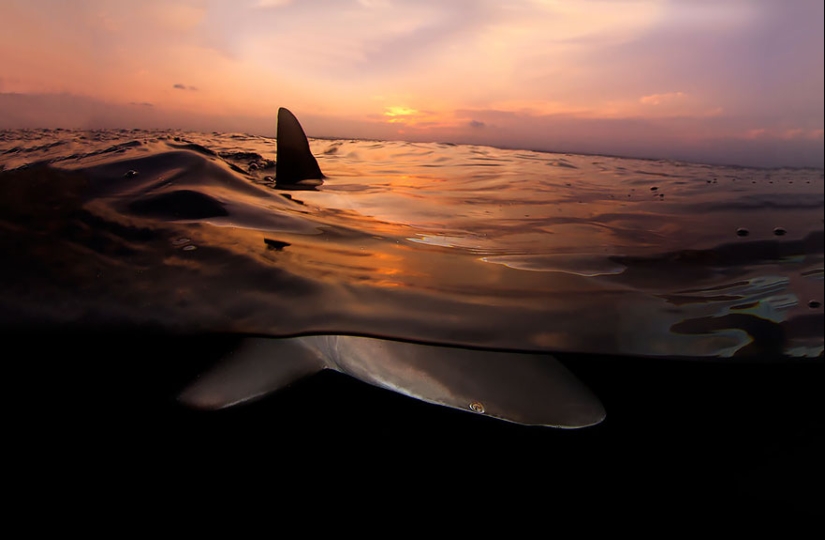 Entre dos mundos: estas fotos semi-submarinas muestran lo que te espera detrás de la pantalla de la superficie del agua
