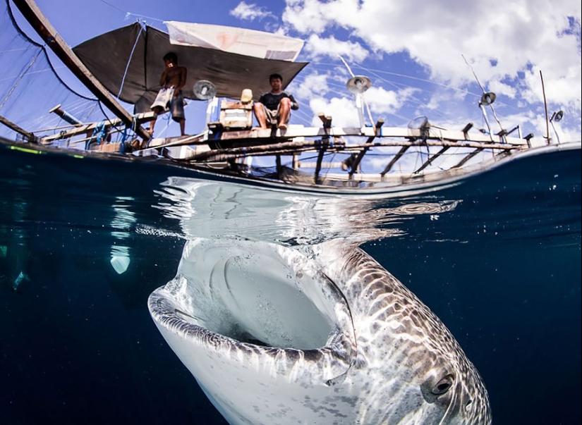 Entre dos mundos: estas fotos semi-submarinas muestran lo que te espera detrás de la pantalla de la superficie del agua
