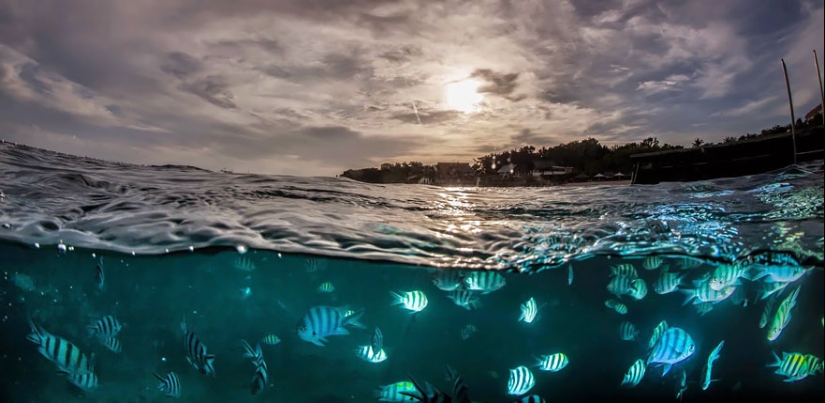 Entre dos mundos: estas fotos semi-submarinas muestran lo que te espera detrás de la pantalla de la superficie del agua