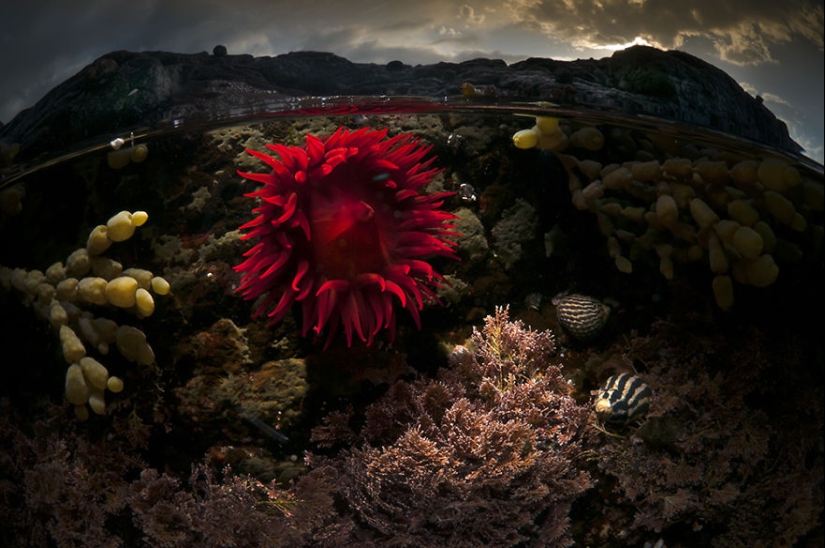 Entre dos mundos: estas fotos semi-submarinas muestran lo que te espera detrás de la pantalla de la superficie del agua