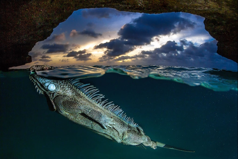 Entre dos mundos: estas fotos semi-submarinas muestran lo que te espera detrás de la pantalla de la superficie del agua