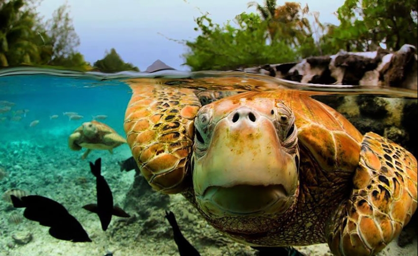 Entre dos mundos: estas fotos semi-submarinas muestran lo que te espera detrás de la pantalla de la superficie del agua