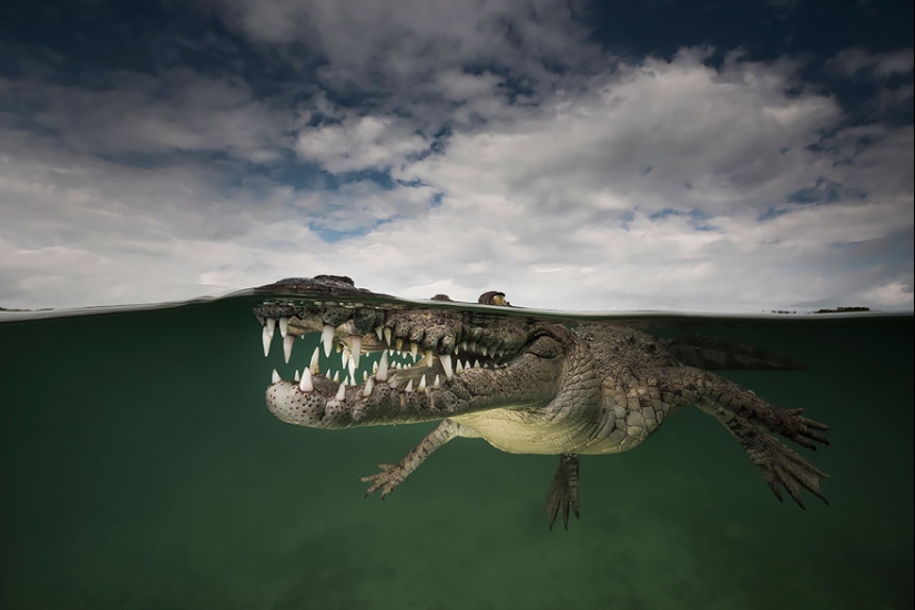 Entre dos mundos: estas fotos semi-submarinas muestran lo que te espera detrás de la pantalla de la superficie del agua