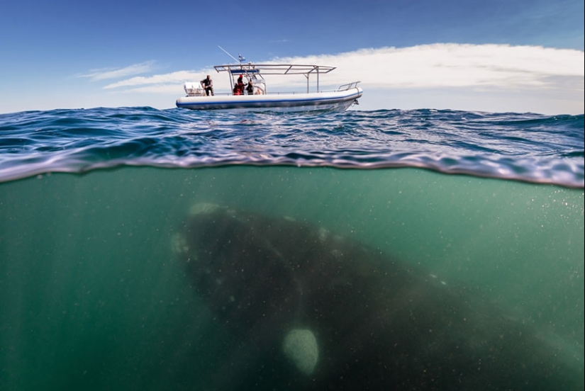 Entre dos mundos: estas fotos semi-submarinas muestran lo que te espera detrás de la pantalla de la superficie del agua