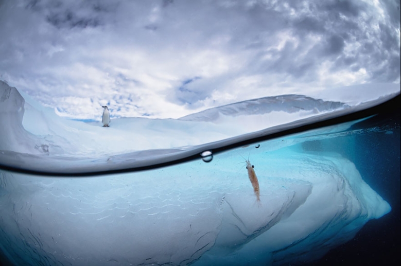 Entre dos mundos: estas fotos semi-submarinas muestran lo que te espera detrás de la pantalla de la superficie del agua