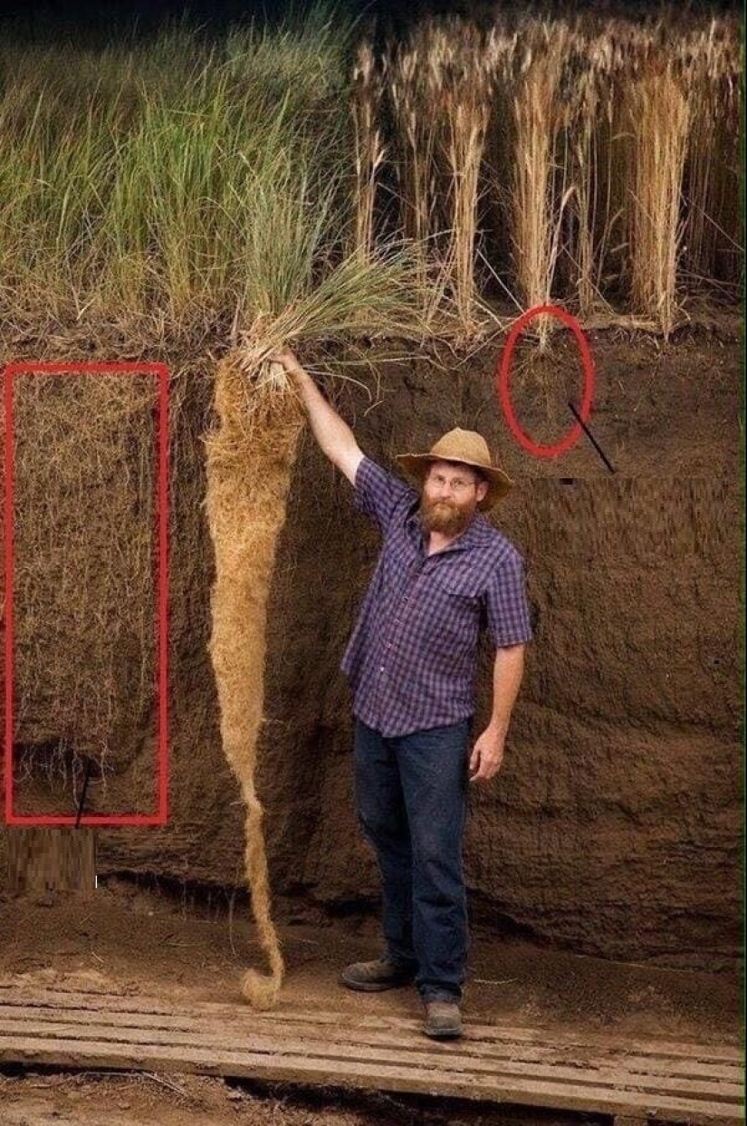 Ese es el tamaño! 22 fotos de cosas increíblemente enormes Ese es el tamaño! 22 fotos de cosas increíblemente enormes