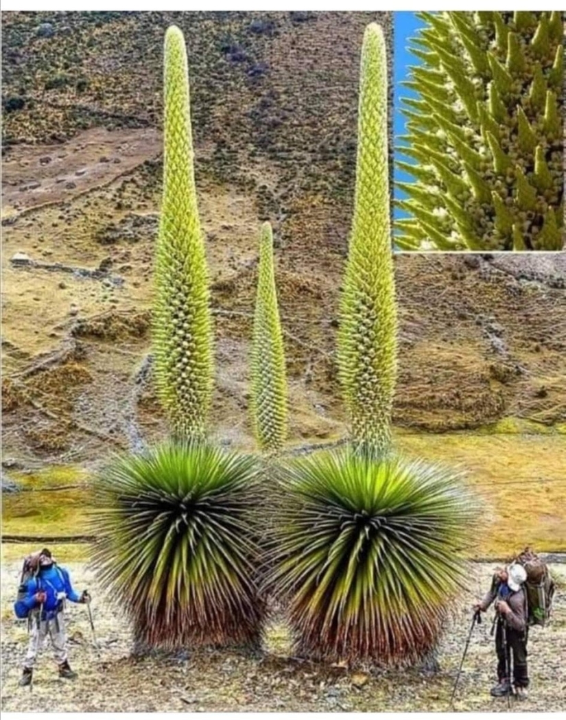 Ese es el tamaño! 22 fotos de cosas increíblemente enormes Ese es el tamaño! 22 fotos de cosas increíblemente enormes