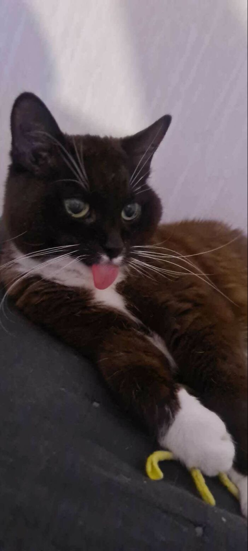 “Eso simplemente no está bien”: 50 veces los gatos actuaban tan raros que los dueños simplemente tuvieron que tomarles una foto “Eso simplemente no está bien”: 50 veces los gatos actuaban tan raros que los dueños simplemente tuvieron que tomarles una foto