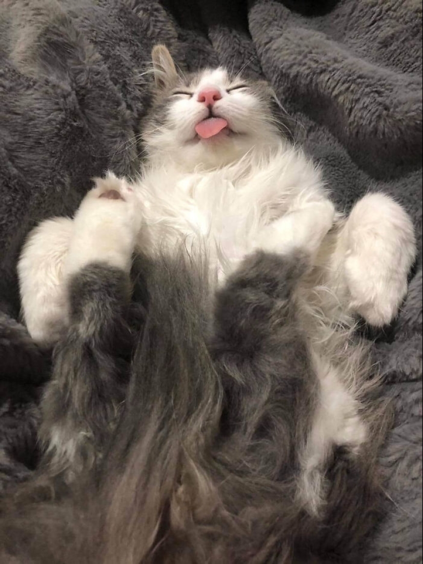“Eso simplemente no está bien”: 50 veces los gatos actuaban tan raros que los dueños simplemente tuvieron que tomarles una foto “Eso simplemente no está bien”: 50 veces los gatos actuaban tan raros que los dueños simplemente tuvieron que tomarles una foto
