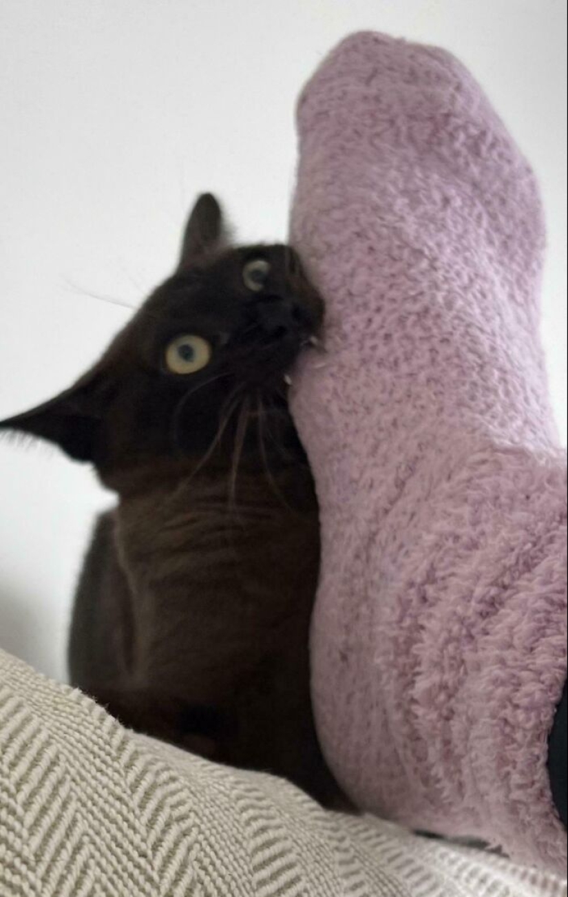 “Eso simplemente no está bien”: 50 veces los gatos actuaban tan raros que los dueños simplemente tuvieron que tomarles una foto “Eso simplemente no está bien”: 50 veces los gatos actuaban tan raros que los dueños simplemente tuvieron que tomarles una foto